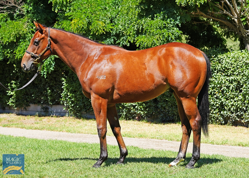2024 Adelaide Yearling Sale Lot 419 Farnan (AUS) Fast and Loose (AUS)